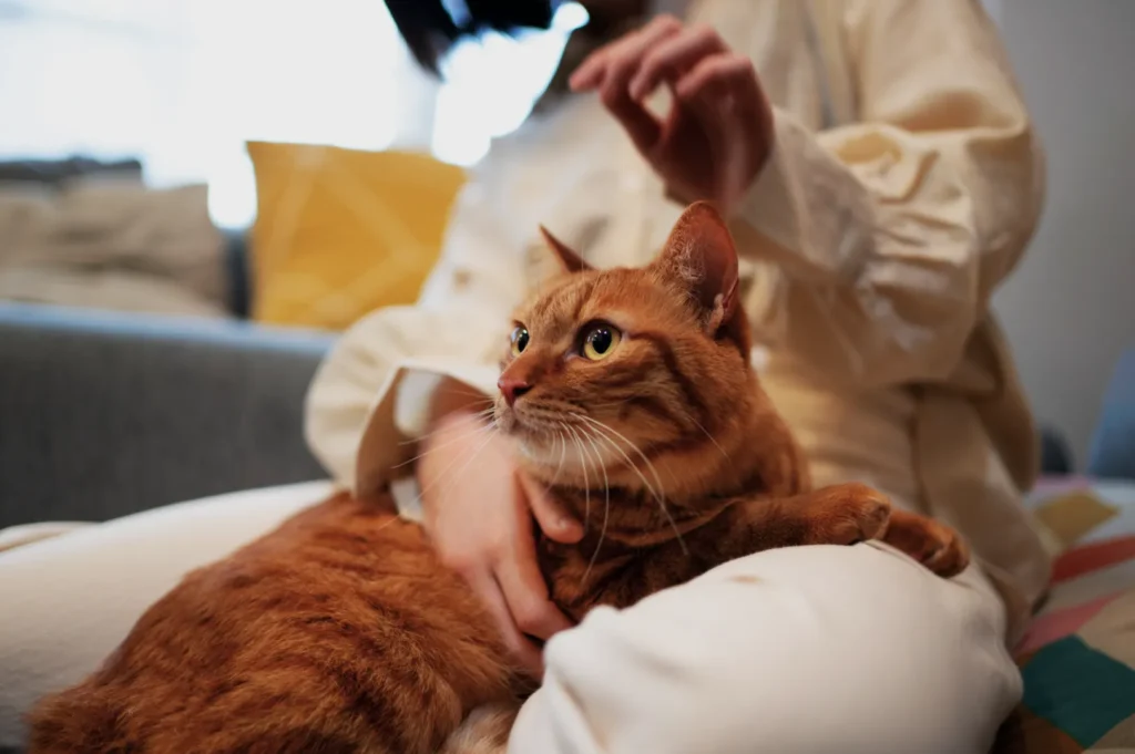 A ginger cat with green eyes rests on a person's lap, held gently. The scene conveys warmth and relaxation, with neutral tones in the background.