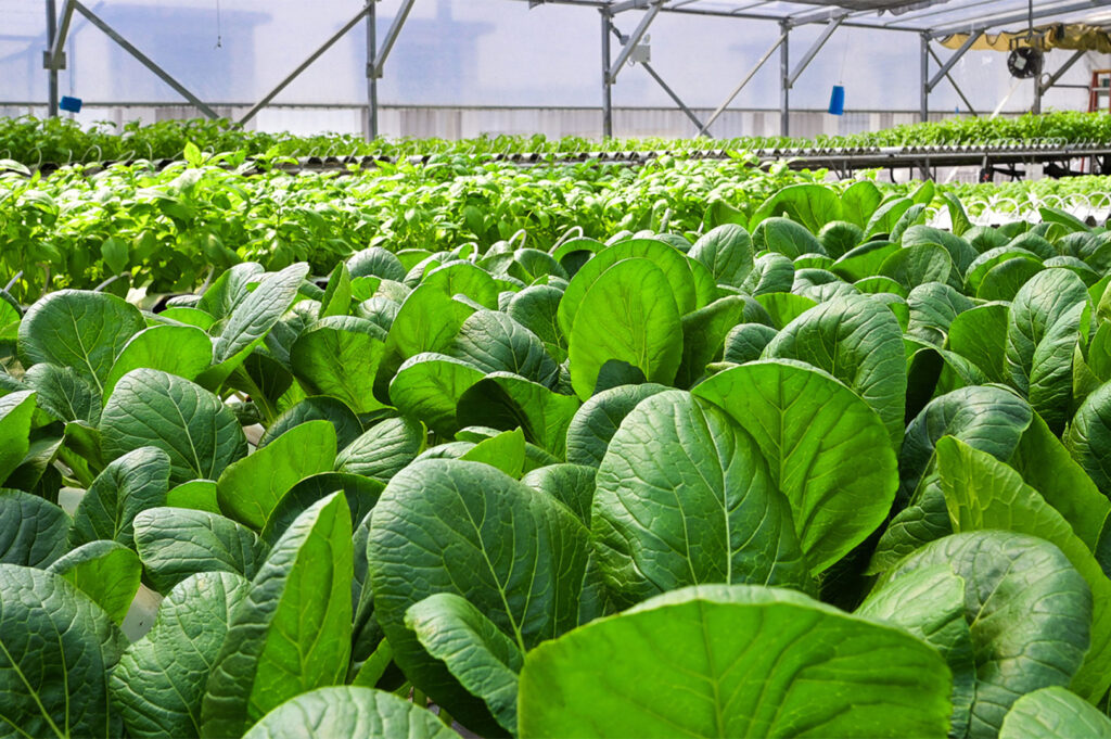 Close-up view of rows of healthy, large-leafed green vegetables, likely Bok Choy, growing inside a bright greenhouse or poly-tunnel.