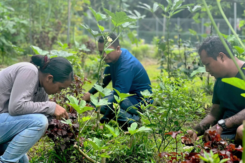 Three people squatting down and tending to various green and red leafy plants in an outdoor community garden or farm plot.
