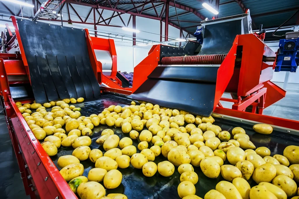 A conveyor belt in a factory setting carrying numerous yellow potatoes towards a red machine for processing. The environment is industrial, indicating efficiency and mass production.