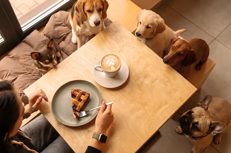 A person is about to eat a slice of pie and drink a latte at a table surrounded by five attentive dogs. The mood is cozy and playful.