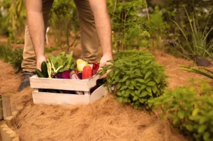 A person places a crate full of fresh vegetables, including peppers and leafy greens, on hay-covered soil in a lush, green garden.