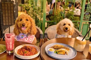 Two fluffy dogs sit at a table set with a pink smoothie, spaghetti, grilled fish, and a coconut drink. The scene is lively and inviting.