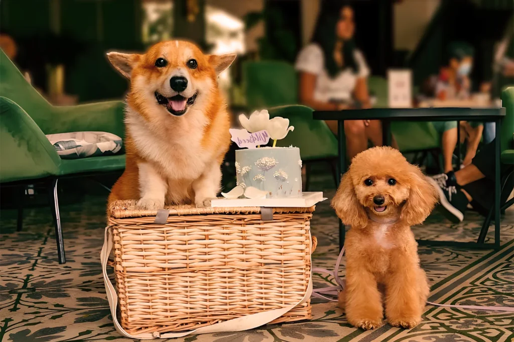 Two dogs, a Corgi and a Poodle, sit happily next to a wicker basket with a gift box on it in a cozy room with green chairs in the background.