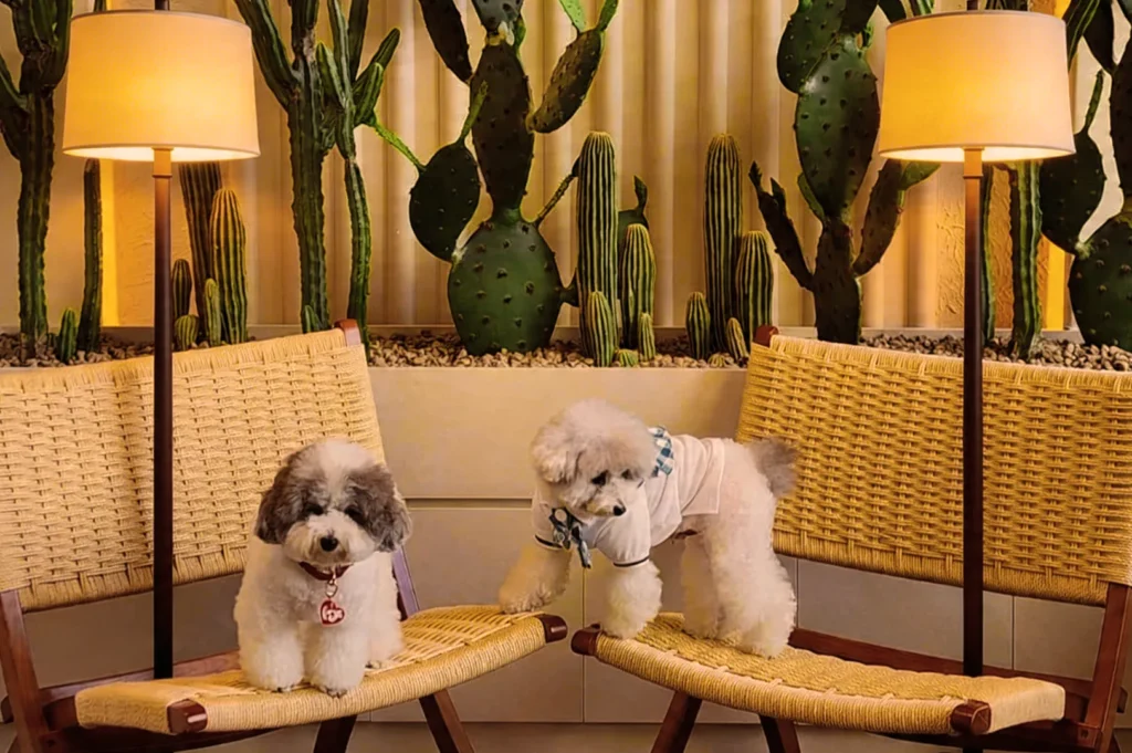 Two fluffy dogs sit on woven chairs under warm lamps. Behind them, a row of cacti creates a cozy, desert-inspired backdrop.