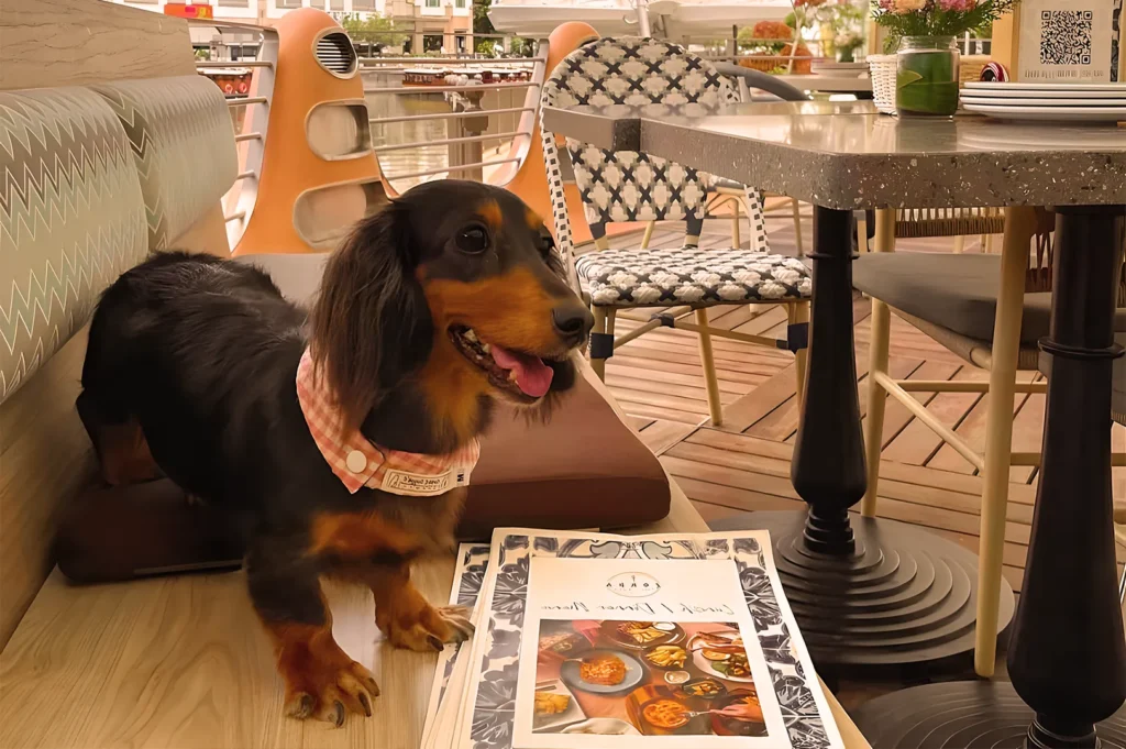 A dachshund with a pink checkered bandana sits on a restaurant booth beside a menu. The setting is cozy and colorful, conveying a relaxed vibe.