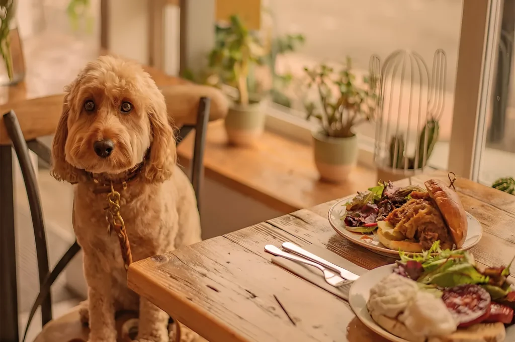 A fluffy dog sits at a wooden table with plates of food, including a sandwich and salad. The setting is cozy with plants on the windowsill.